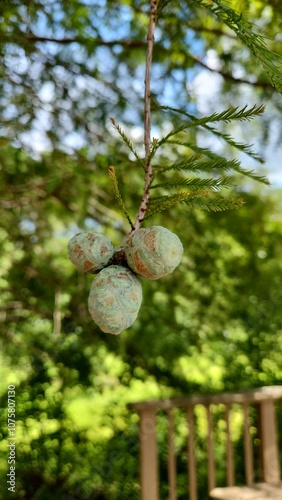 Cypress seeds pod in the fall