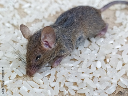 Close-up of a mouse eating white rice