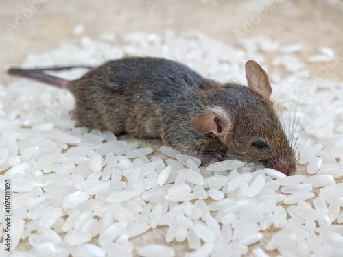Close-up of a mouse eating white rice