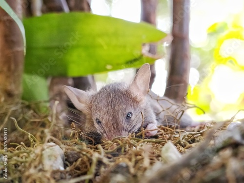 Close-up image of a black rat crawling along the roots of a tree, showing its bright eyes and whiskers against a blurry, warm natural backdrop.