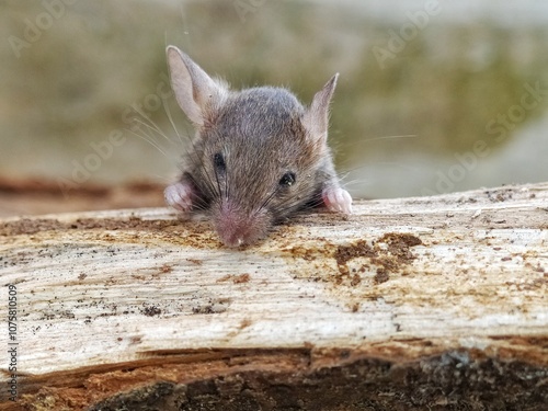 Close-up image of a black rat perched on a log, showing its bright eyes and whiskers against a blurred, warm-toned background.