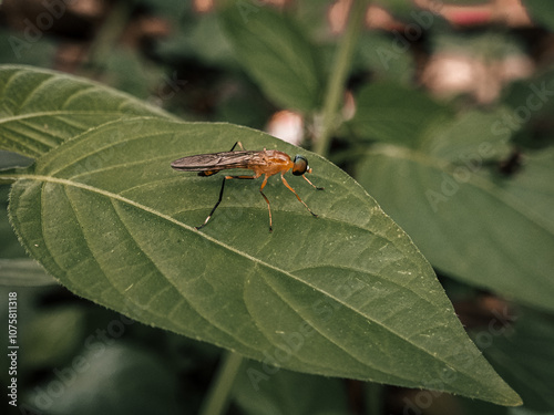 Ptecticus trivittatus - soldier flies are of the family Stratiomyidae. Ptecticus on green leaves