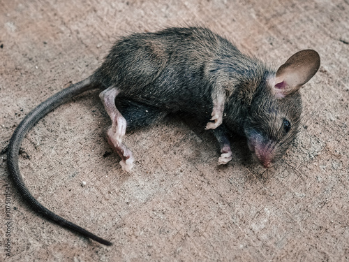 Close-up of a dead rat lying on a wooden floor