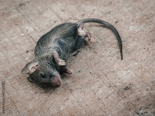 Close-up of a dead rat lying on a wooden floor