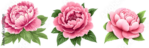 Pink peony flower transparent png collection , vector, clipart flower collection .