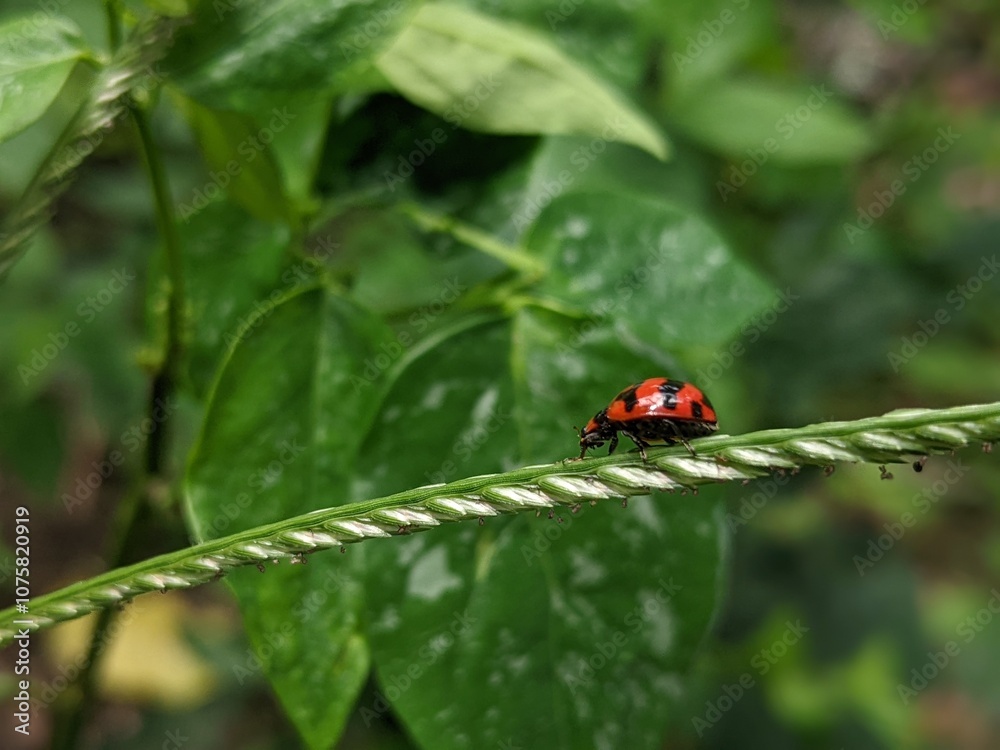 ladybugs walking on the grass