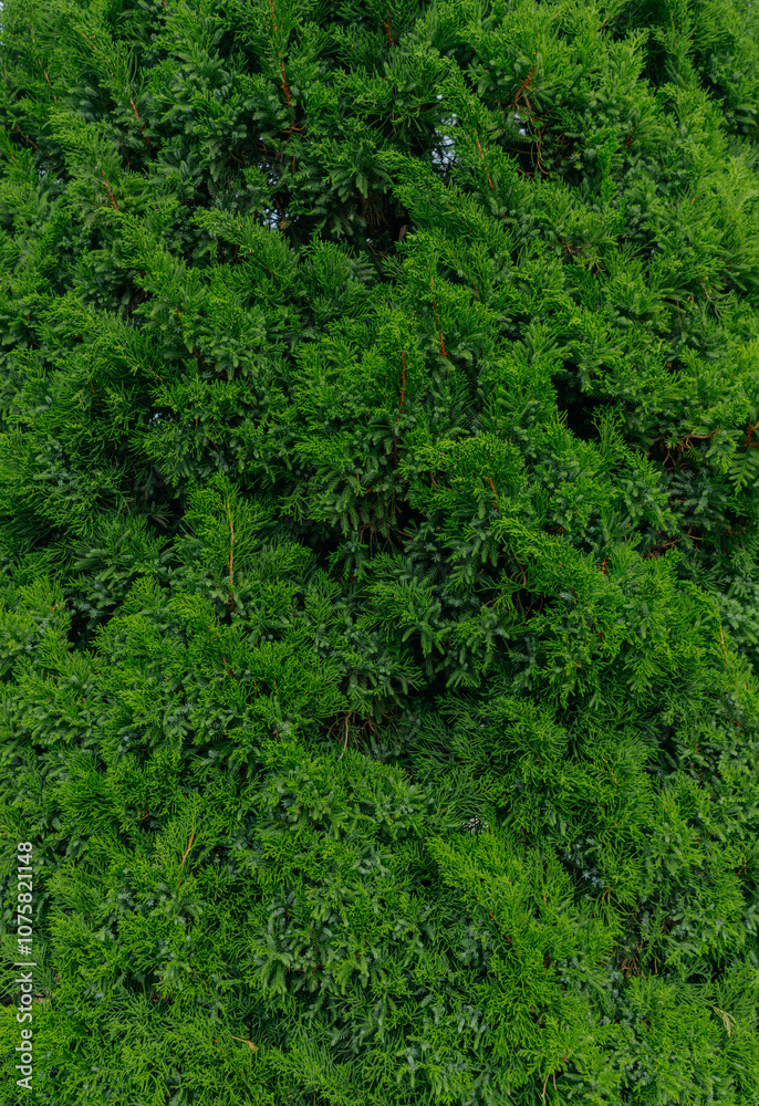 Background a texture spruce branches of Christmas tree for a Christmas card. Background a texture spruce branches of Christmas tree for a Christmas card.