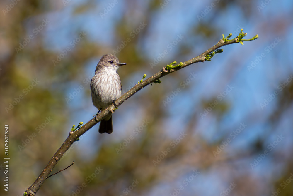 female scarlet flycatcher or austral vermilion flycatcher (Pyrocephalus rubinus), seen in Buenos Aires, Argentina female scarlet flycatcher or austral vermilion flycatcher (Pyrocephalus rubinus), seen in Buenos Aires, Argentina