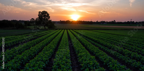 Field planted on a sunny day Agriculture agro industry Innovations technologies