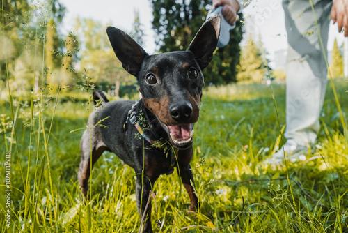 Pinscher dog on a walk.