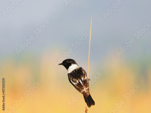 A stonechat bird on a branch