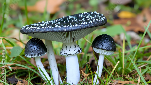 Coprinopsis atramentaria, commonly known as the common ink cap, tippler's bane, or inky cap photo