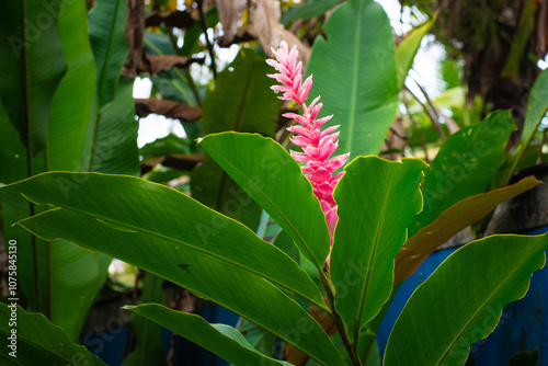 Close-up of pink ginger flower in lush tropical setting.