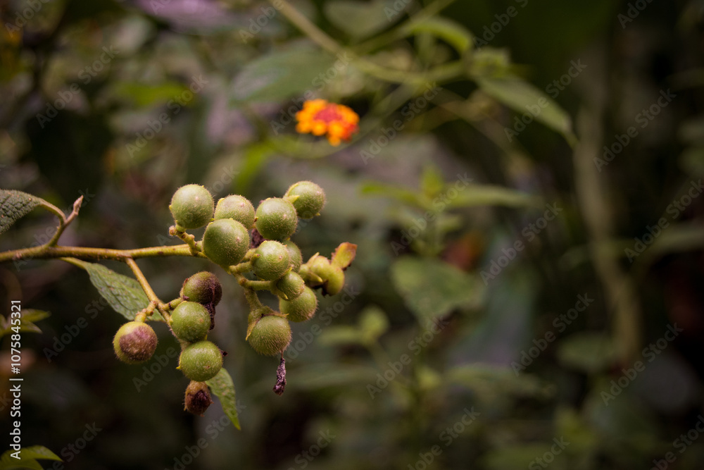 Green wild berries on a branch in a tropical forest setting.
