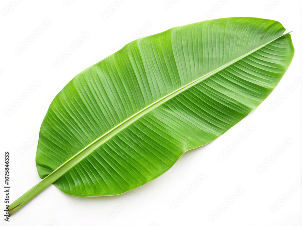 green leaf isolated on white. leaf, green, nature, plant, isolated, macro, banana, white, texture, tree, tropical, palm, fresh, abstract, leaves, closeup, flora, foliage, bright, natural, life, close- green leaf isolated on white. leaf, green, nature, plant, isolated, macro, banana, white, texture, tree, tropical, palm, fresh, abstract, leaves, closeup, flora, foliage, bright, natural, life, close-