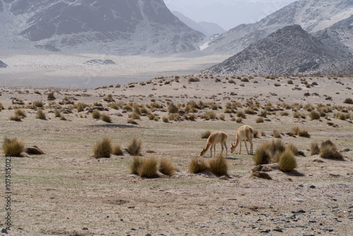 Vicuña en la puna de Catamarca. photo