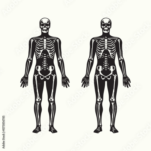 skeleton vector, skeleton black human silhouette vector icon black and white full body