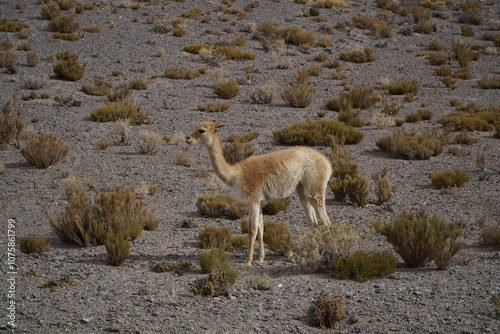 Vicuña en la puna de Catamarca. photo