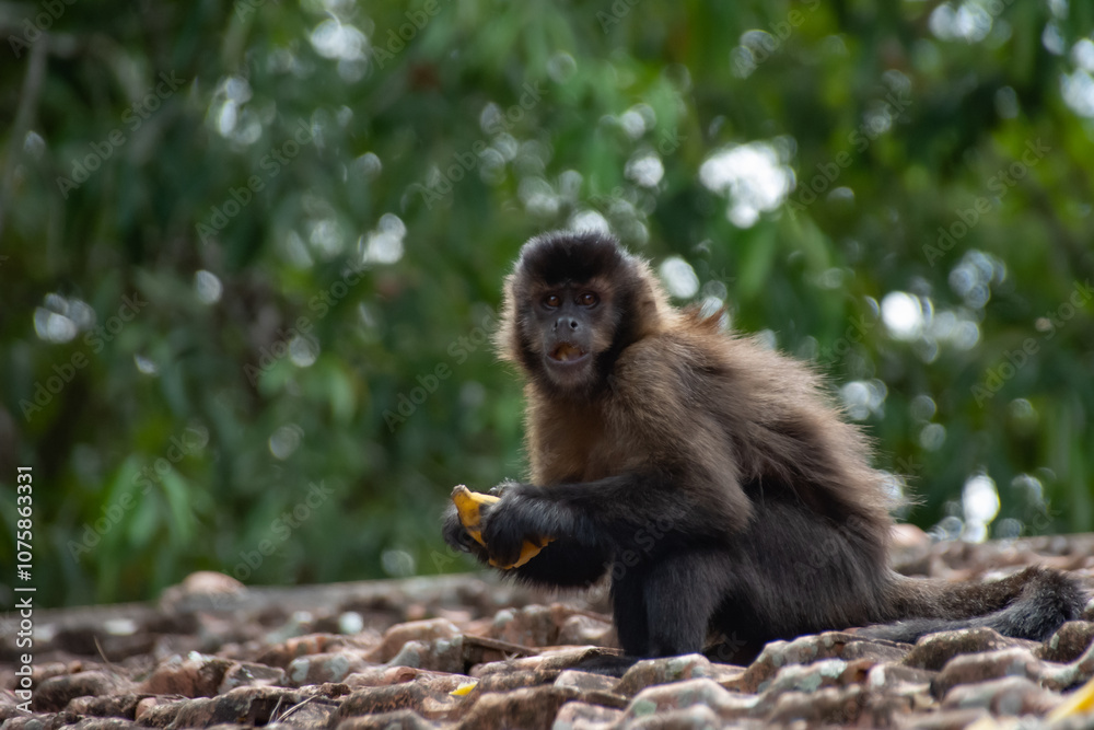 Brown capuchin monkey (Sapajus apella) eating a banana on rooftop Brown capuchin monkey (Sapajus apella) eating a banana on rooftop
