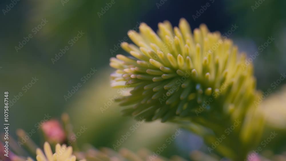 A green plant growing in a garden. Slow motion, close up. A green plant growing in a garden. Slow motion, close up.