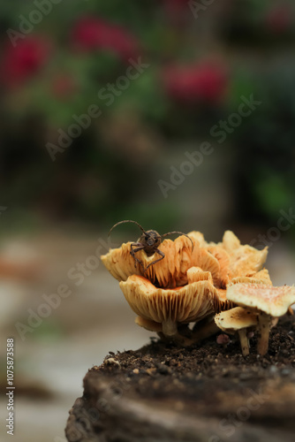 Photo of a longhorned beetle on a mushroom. photo