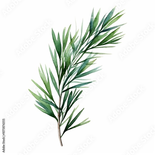 Vibrant Watercolor Evergreen Sprig - Delicate Winter Greenery on White Background