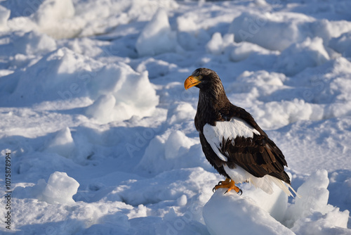 Bird watching with floating ices in winter photo