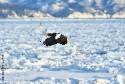 Bird watching with floating ices in winter photo