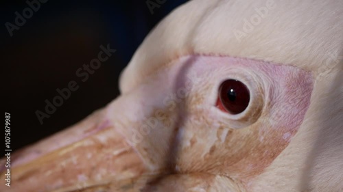 Close up of a white pelican blinking, revealing a striking dark eye against a backdrop of soft pink and white feathers. The image captures the elegance and intricate details of this beautiful bird