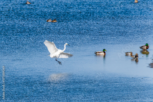 Egrets fish on the Beidaihe beach in Qinhuangdao city, Hebei province, China. photo