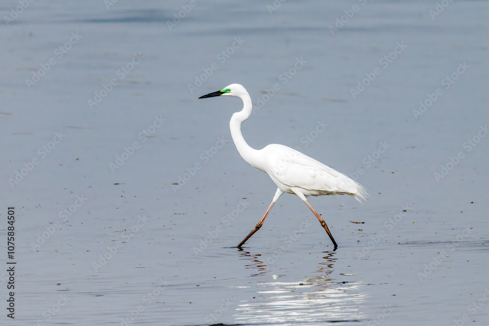 Egrets fish on the Beidaihe beach in Qinhuangdao city, Hebei province, China. Egrets fish on the Beidaihe beach in Qinhuangdao city, Hebei province, China.