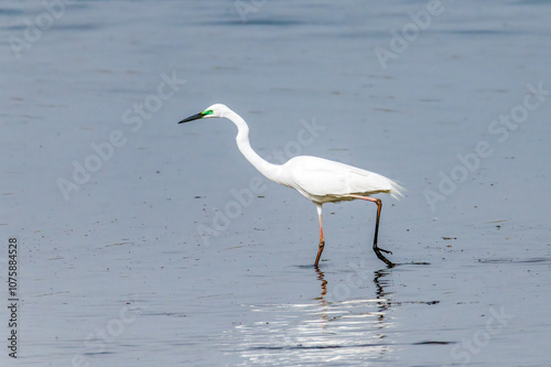 Egrets fish on the Beidaihe beach in Qinhuangdao city, Hebei province, China. photo