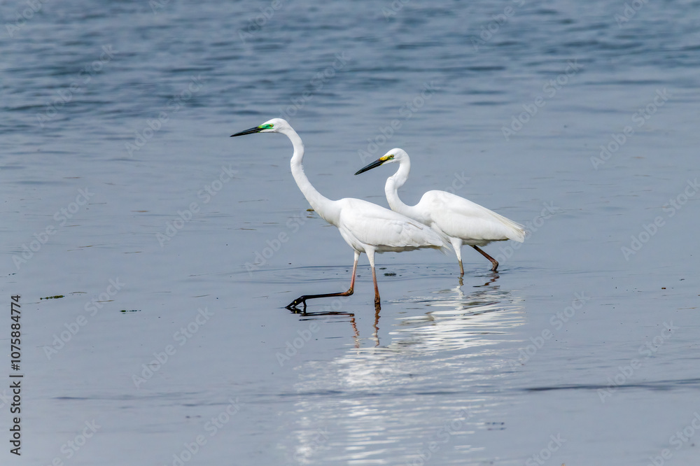 Egrets fish on the Beidaihe beach in Qinhuangdao city, Hebei province, China. Egrets fish on the Beidaihe beach in Qinhuangdao city, Hebei province, China.
