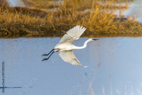 Egrets fish on the Beidaihe beach in Qinhuangdao city, Hebei province, China.