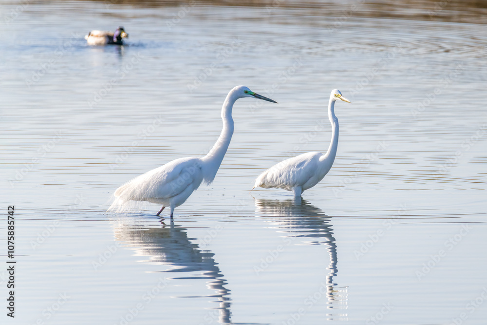 Egrets fish on the Beidaihe beach in Qinhuangdao city, Hebei province, China. Egrets fish on the Beidaihe beach in Qinhuangdao city, Hebei province, China.