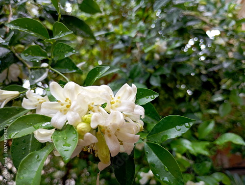 Blooming Muraya Paniculata (Orange Jasmine) Flower Close-Up photo