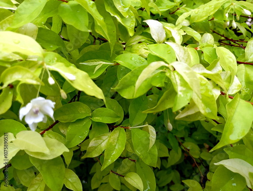 Fresh Green Foliage on Tropical Ornamental Plant