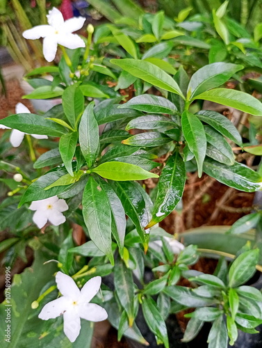 Blooming Muraya Paniculata (Orange Jasmine) Flower Close-Up