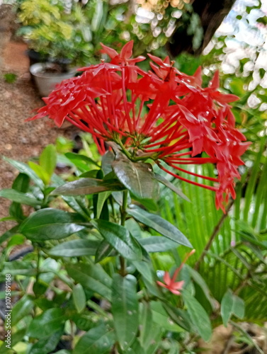 Red Ixora Flower with Stunning Details