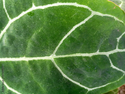 Close-Up of Anthurium Crystallinum Leaves with Unique Veins photo