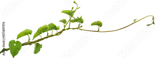 Vine plant, Branch creeper leaf green, Liana tropical nature transparent background