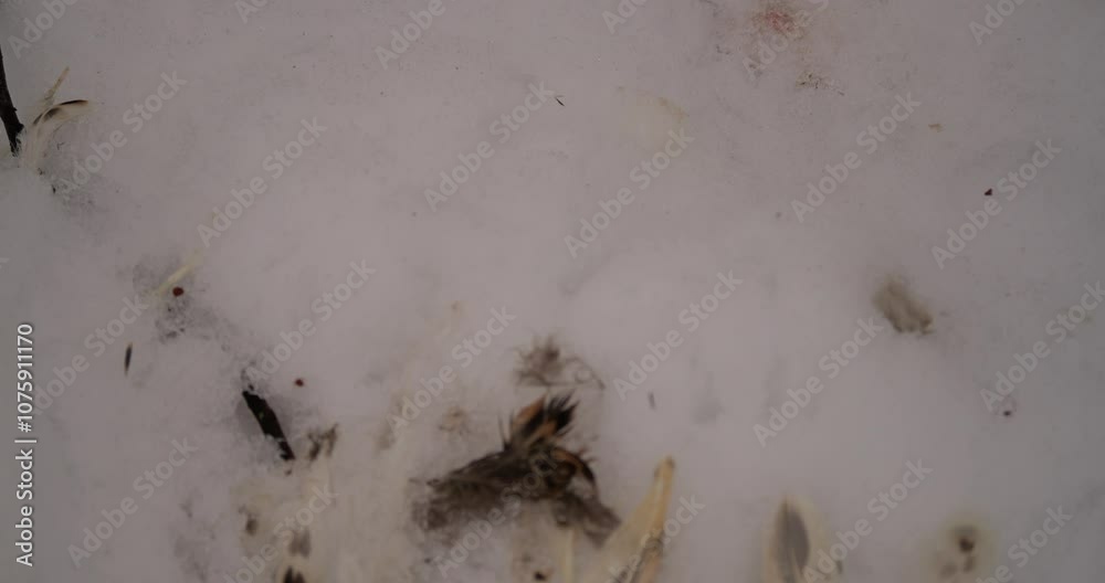Snowy ground with scattered feathers and remains of a farm chicken, hinting at a wild fox’s meal. Stark winter setting emphasizes survival instincts and raw nature in wilderness scene Snowy ground with scattered feathers and remains of a farm chicken, hinting at a wild fox’s meal. Stark winter setting emphasizes survival instincts and raw nature in wilderness scene