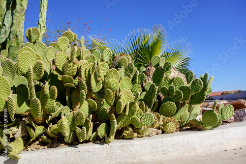 Wallpaper Mural Bunny-ears Prickly Pear (Opuntia Microdasys) spineless cacti in Arizona desert style xeriscaping, Autumn in Arizona Torontodigital.ca