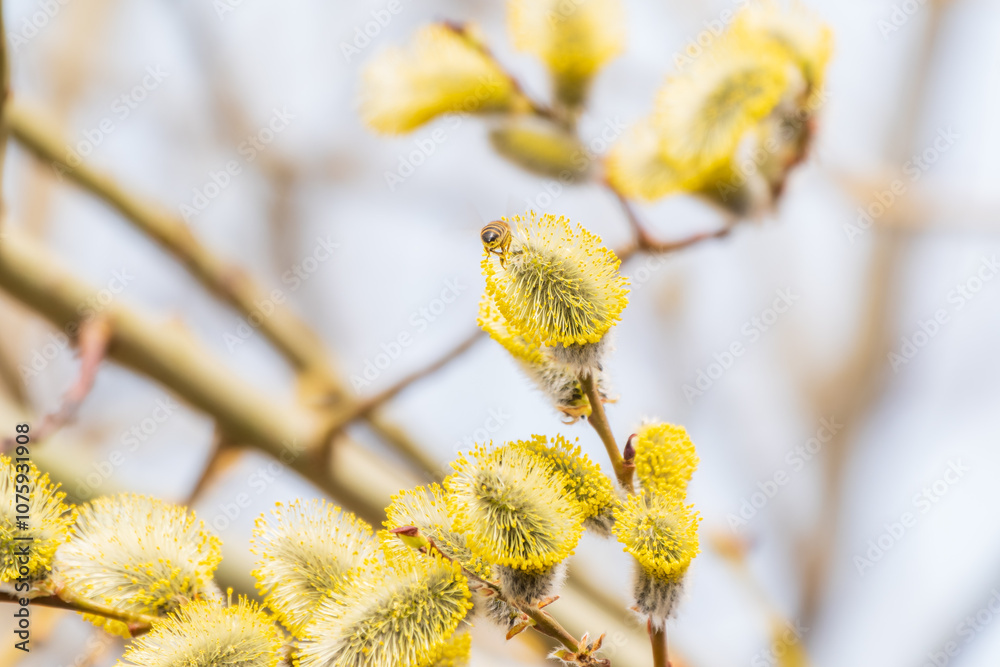 Nature awakes in spring. Blooming willow twigs and furry willow-catkins, so called seals or cats. Holly willow, Salix caprea Nature awakes in spring. Blooming willow twigs and furry willow-catkins, so called seals or cats. Holly willow, Salix caprea