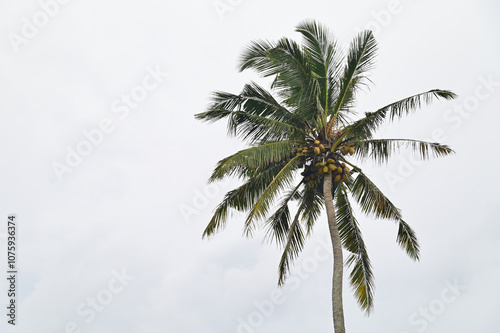 Tropical King Coconut Tree Top with Coconuts and Branches in Sri Lanka