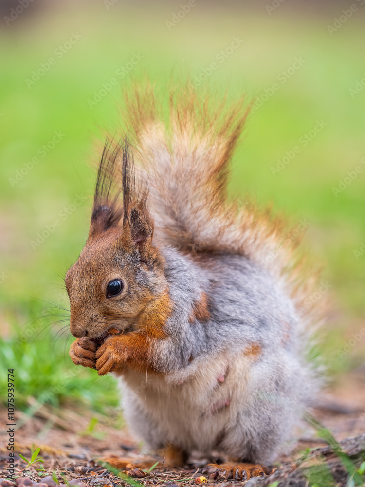 Squirrel eats a nut while sitting in green grass. Eurasian red squirrel, Sciurus vulgaris Squirrel eats a nut while sitting in green grass. Eurasian red squirrel, Sciurus vulgaris
