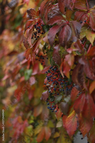Beautiful Virginia creeper (Parthenocissus quinquefolia) red foliage with blue berries during fall in Elora, Ontario, Canada