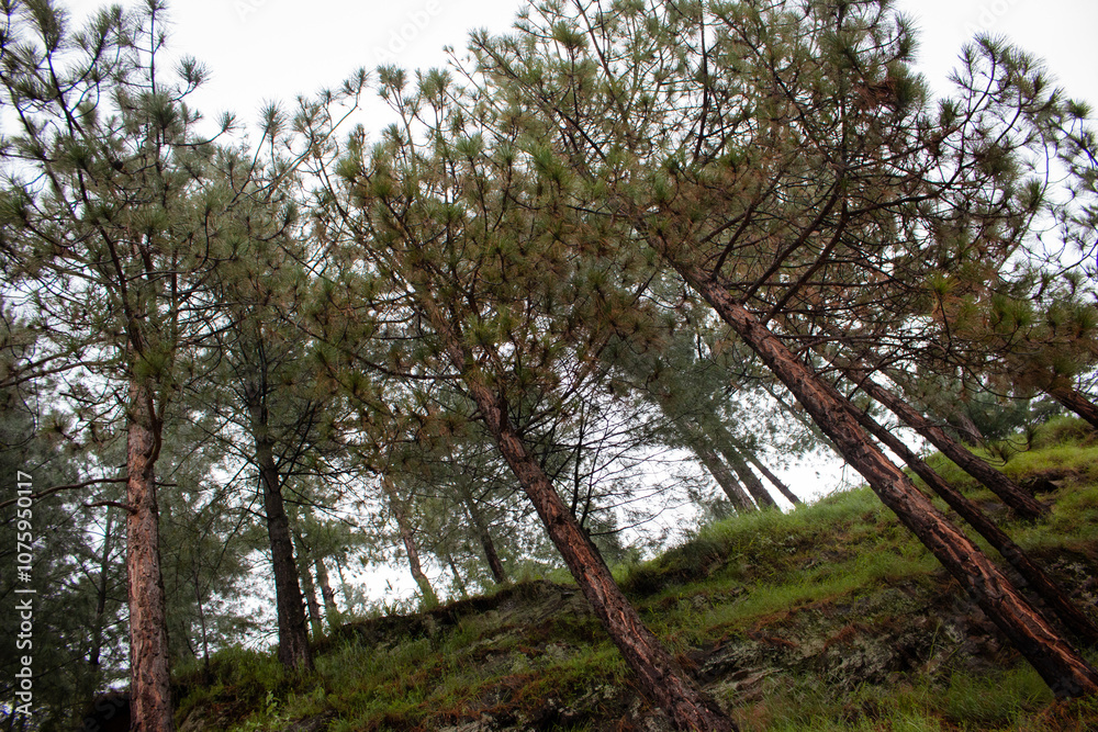 Towering Pines in Misty Forest Towering Pines in Misty Forest