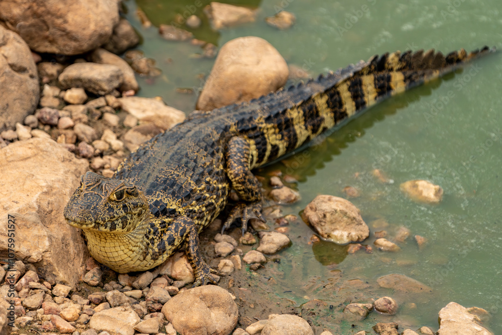 Caiman or crocodile basking on edge of river in Pantanal Brazil. Caiman or crocodile basking on edge of river in Pantanal Brazil.