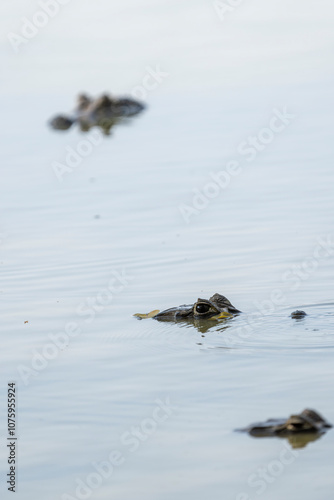 Caiman lifts eyes above water surface.